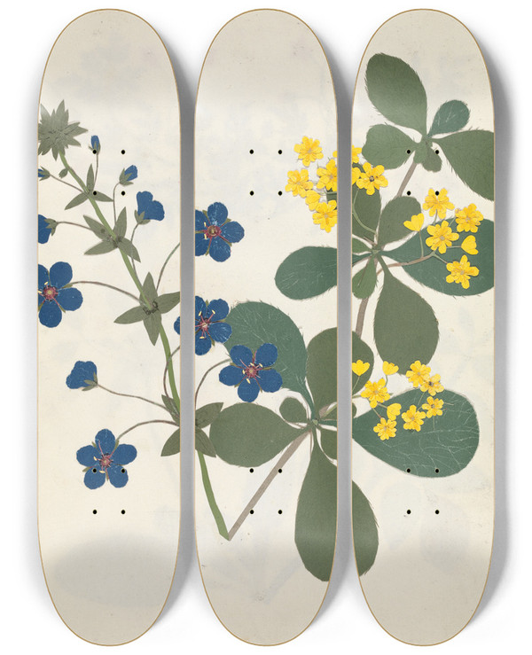Triptych art skateboard deck of Ellen W Album Of Cutpaper Flowers Pl12 by Ellen W (19-)