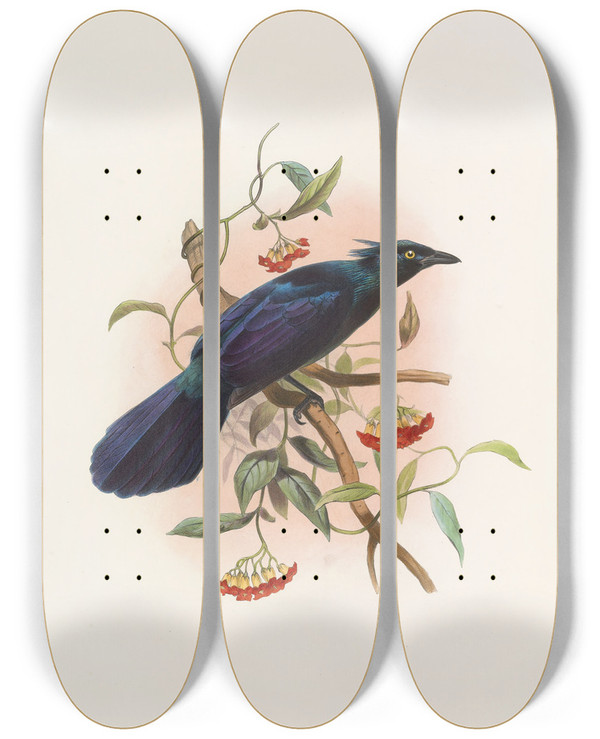 Triptych art skateboard deck of Daniel Giraud Elliot Manucodia Keraudreni by Daniel Giraud Elliot (1835-1915)