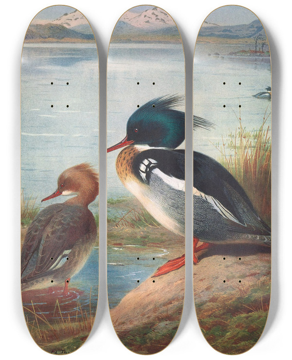 Triptych art skateboard deck of Archibald Thorburn Redbreasted Merganser by Archibald Thorburn (1860-1935)