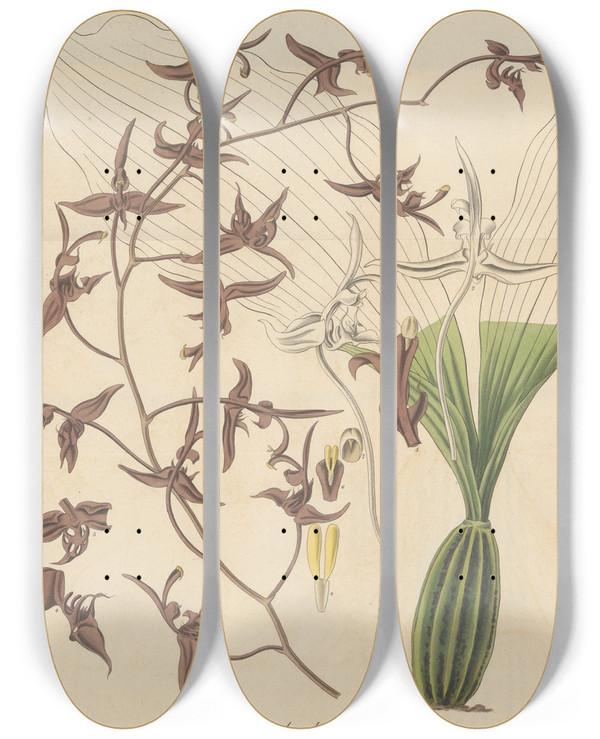 Triptych art skateboard deck of William Jackson Hooker Gongora Atropurpurea by William Jackson Hooker (1785-1865)
