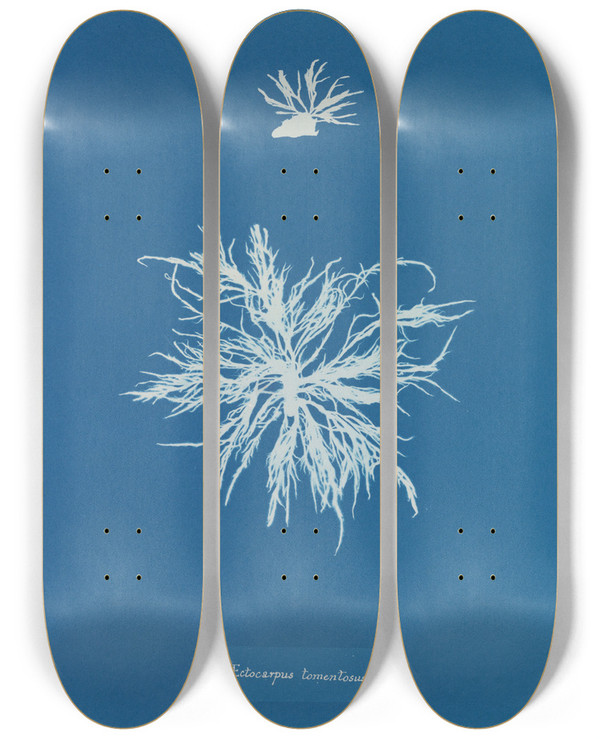 Triptych art skateboard deck of Anna Atkins Ectocarpus Tomentosus by Anna Atkins (1799-1871)