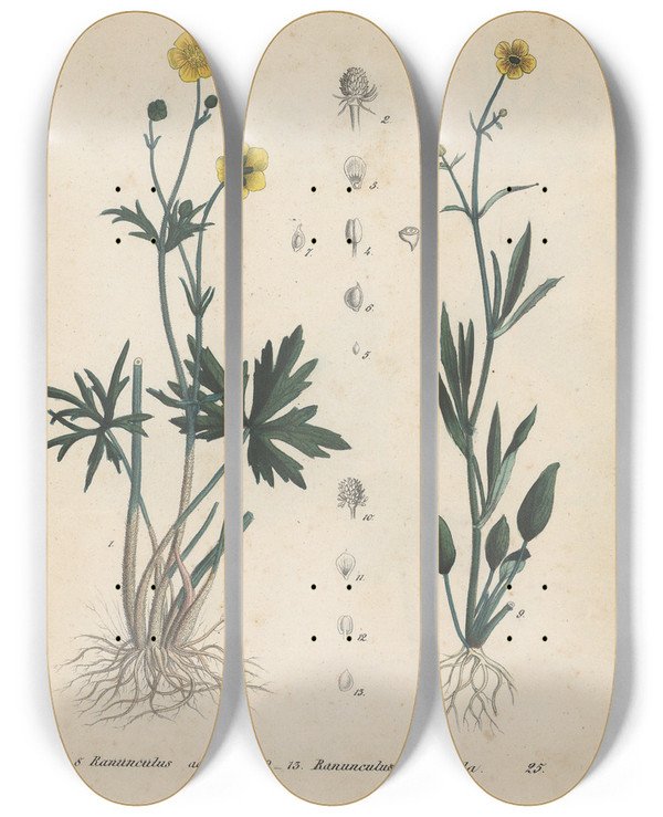 Triptych art skateboard deck of Friedrich Berge Giftpflanzenbuch Pl25 by Friedrich Berge (1811-1883)