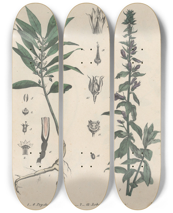 Triptych art skateboard deck of Friedrich Berge Giftpflanzenbuch Pl48 by Friedrich Berge (1811-1883)