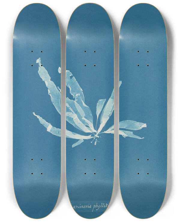 Triptych art skateboard deck of Anna Atkins Laminaria Phyllitis by Anna Atkins (1799-1871)