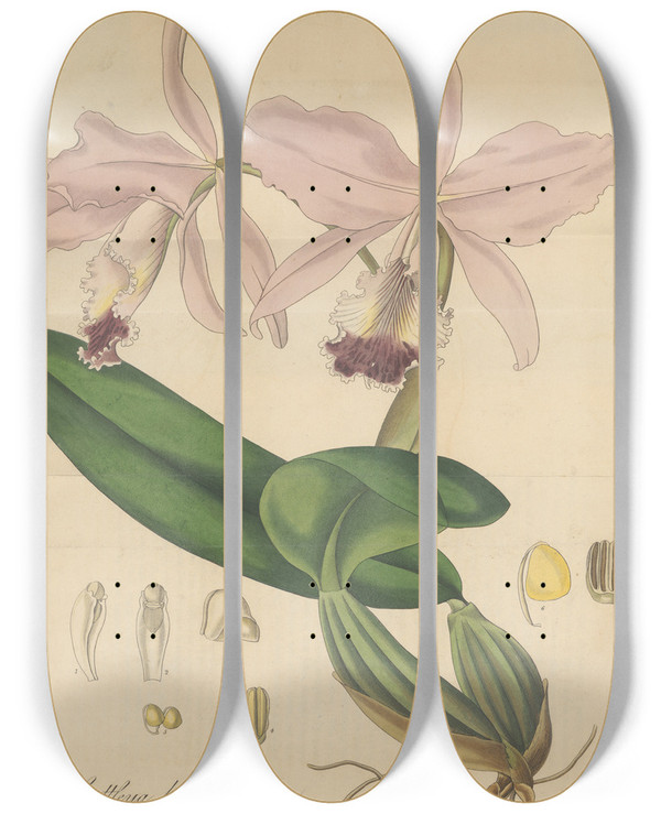 Triptych art skateboard deck of William Jackson Hooker Cattleya Labiata by William Jackson Hooker (1785-1865)