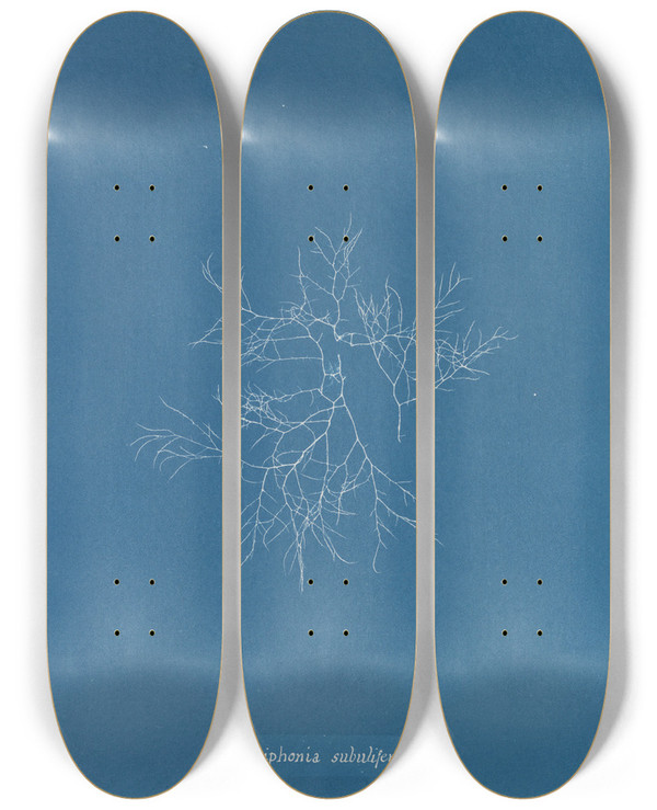 Triptych art skateboard deck of Anna Atkins Polysiphonia Subulifera by Anna Atkins (1799-1871)