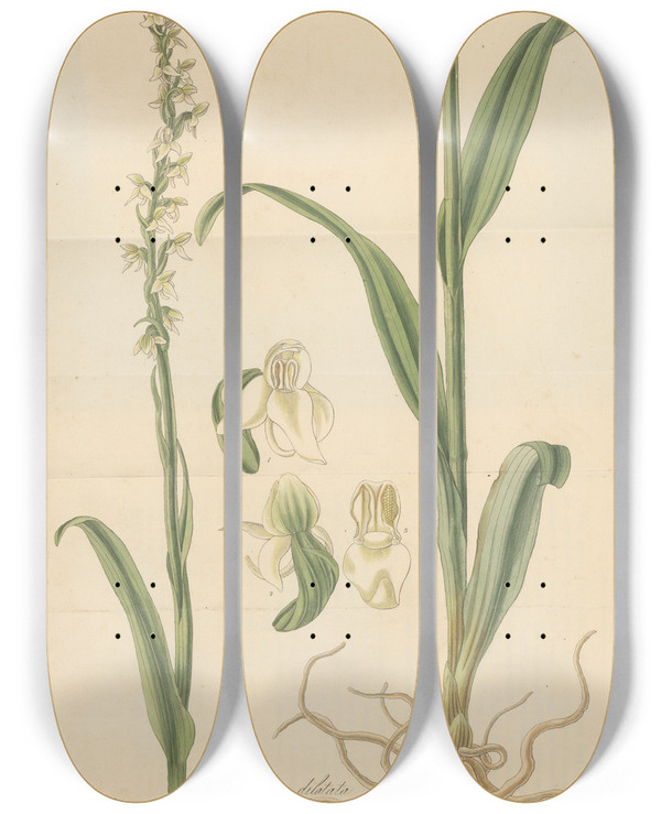Triptych art skateboard deck of William Jackson Hooker Habenaria Dilatata by William Jackson Hooker (1785-1865)