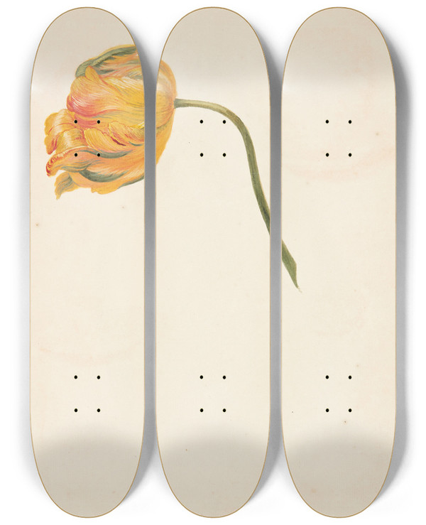 Triptych art skateboard deck of Johanna Fosie Studie Af Gul Tulipan by Johanna Fosie (1726-1764)