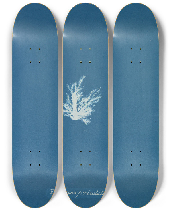 Triptych art skateboard deck of Anna Atkins Ectocarpus Fasciculatus_2 by Anna Atkins (1799-1871)