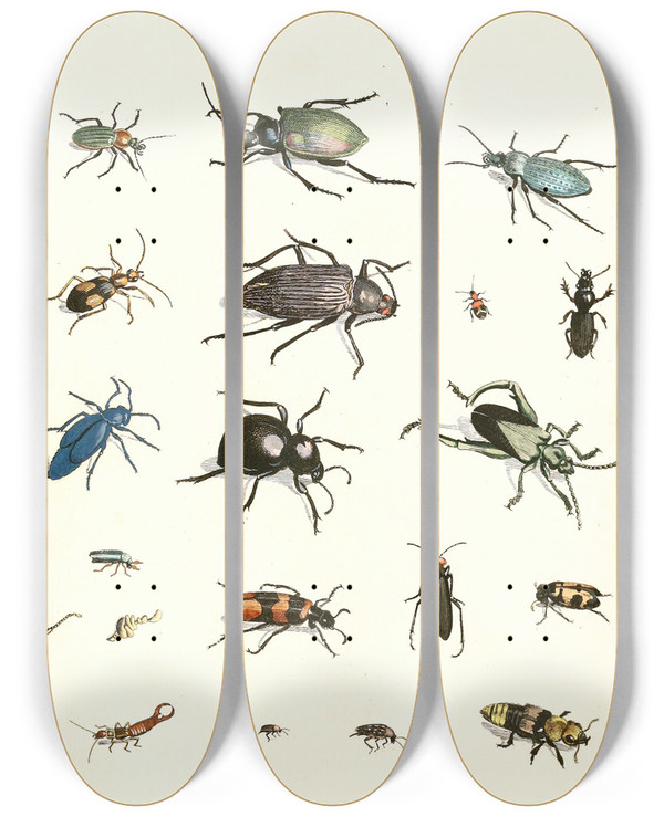 Triptych art skateboard deck of Johann Heinrich Sulzer Dr Sulzers Short History Of Insects Pl 07 by Johann Heinrich Sulzer (1735-1813)