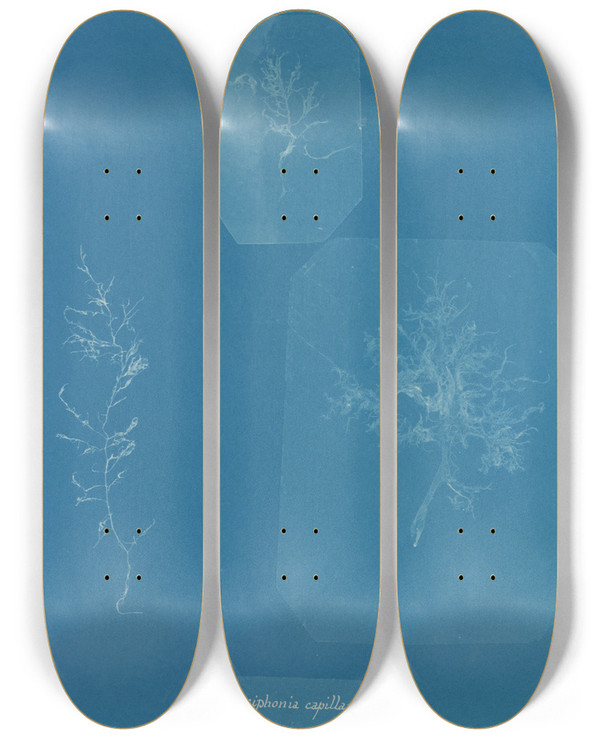 Triptych art skateboard deck of Anna Atkins Gloiosiphonia Capillaris_2 by Anna Atkins (1799-1871)