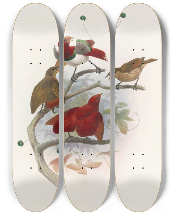 Triptych art skateboard deck of Daniel Giraud Elliot Cicinnurus Regius by Daniel Giraud Elliot (1835-1915)