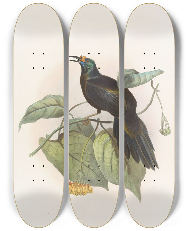 Triptych art skateboard deck of Daniel Giraud Elliot Paradigalla Carunculata by Daniel Giraud Elliot (1835-1915)