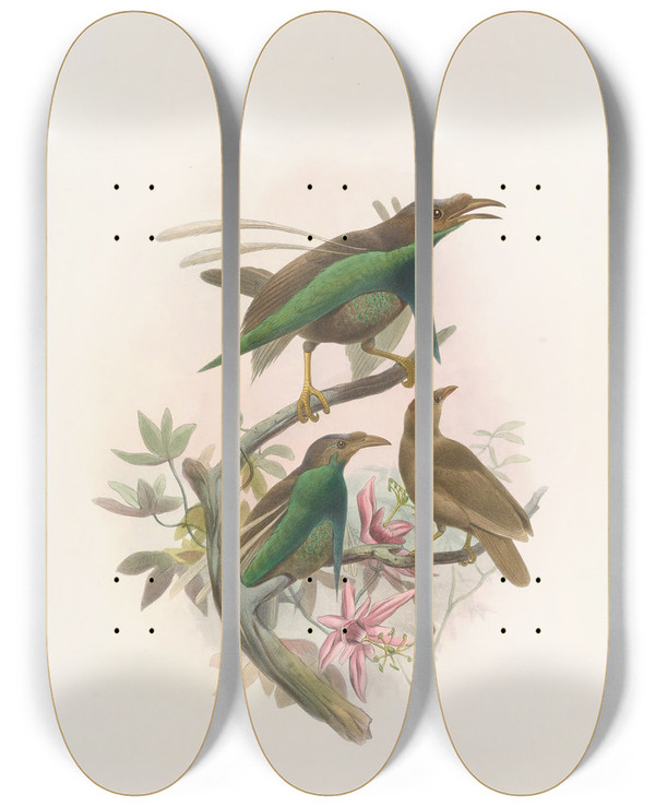 Triptych art skateboard deck of Daniel Giraud Elliot Semioptera Wallacii by Daniel Giraud Elliot (1835-1915)