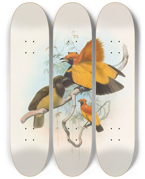Triptych art skateboard deck of Daniel Giraud Elliot Xanthomelus Aureus by Daniel Giraud Elliot (1835-1915)