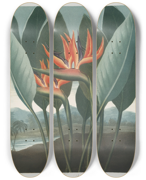 Triptych art skateboard deck of Robert John Thornton The Queen by Robert John Thornton (1768-1837)