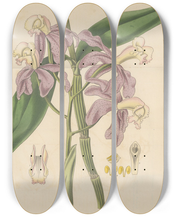 Triptych art skateboard deck of William Jackson Hooker Cattleya Loddigesii by William Jackson Hooker (1785-1865)