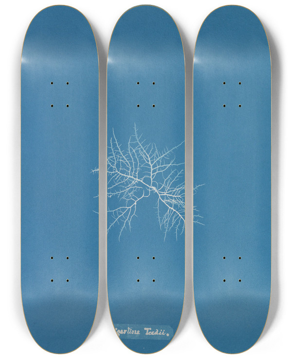 Triptych art skateboard deck of Anna Atkins Gigartina Teedii by Anna Atkins (1799-1871)