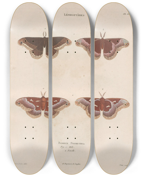 Triptych art skateboard deck of Jean Gabriel Pretre Insectes Recueillis En Afrique Et En Amrique Pl85 by Jean Gabriel Pretre (1768-1849)
