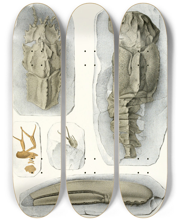 Triptych art skateboard deck of Antonn Fri Die Crustaceen Der Bhmischen Kreideformation Pl 3 by Antonin Fric (1832-1913)