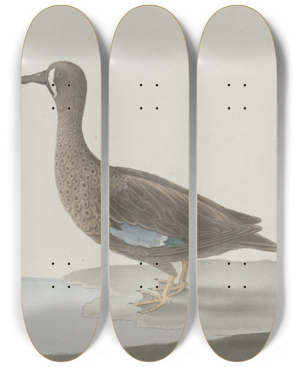 Triptych art skateboard deck of Ren De Rabi Natural History Of Saint Domingue Pl033 by Ren de Rabi (1700-1785)