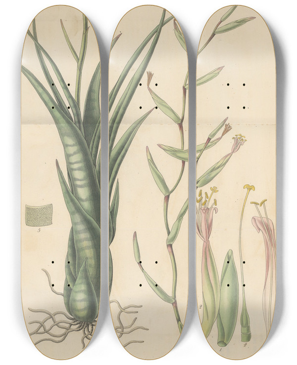 Triptych art skateboard deck of William Jackson Hooker Tillandsia Aloifolia by William Jackson Hooker (1785-1865)