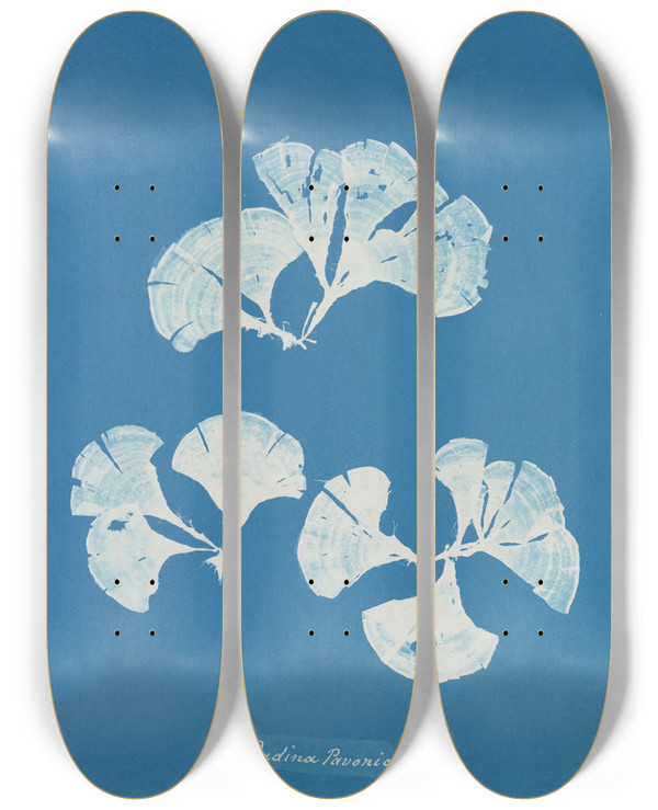 Triptych art skateboard deck of Anna Atkins Padina Pavonia_1 by Anna Atkins (1799-1871)