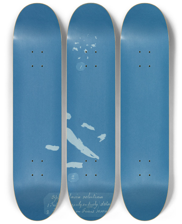 Triptych art skateboard deck of Anna Atkins Sphacelaria Velutina 1 Tufts Some Only Entirely Detached 2 Tufts Growing On Fucus Serratus by Anna Atkins (1799-1871)