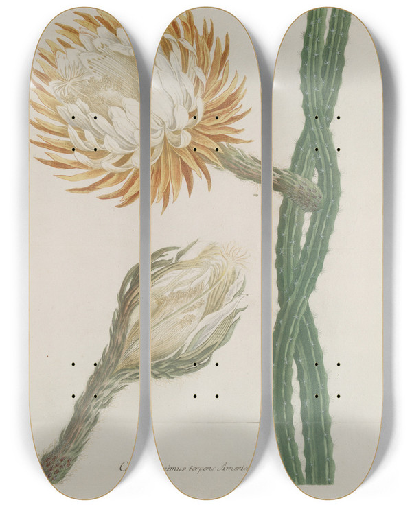 Triptych art skateboard deck of Johann Wilhelm Weinmann Phytanthoza Iconographia Pl077 by Johann Wilhelm Weinmann (1683-1741)