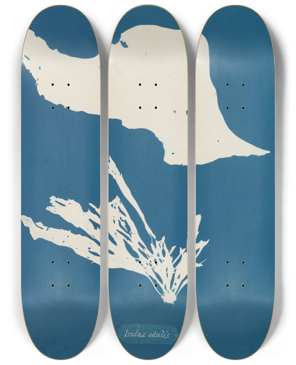 Triptych art skateboard deck of Anna Atkins Iridaea Edulis by Anna Atkins (1799-1871)