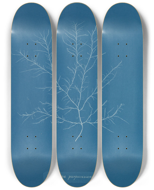 Triptych art skateboard deck of Anna Atkins Gigartina Purpurascens by Anna Atkins (1799-1871)