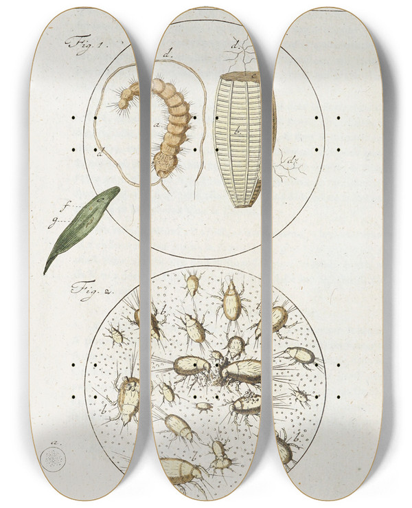 Triptych art skateboard deck of Martin Frobenius Ledermuller Amusement Microscopique Tant Pour Lesprit Que Pour Les Yeux Pl034 by Martin Frobenius Ledermu%Cc%88Ller (1719-1769)