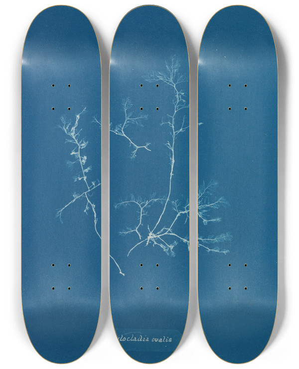 Triptych art skateboard deck of Anna Atkins Chylocladia Ovalis_2 by Anna Atkins (1799-1871)
