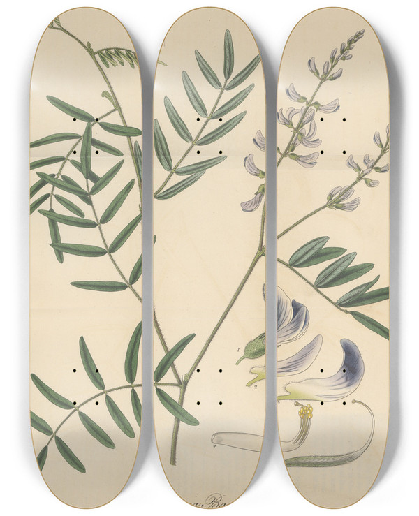 Triptych art skateboard deck of William Jackson Hooker Dalbergia Barclayii by William Jackson Hooker (1785-1865)