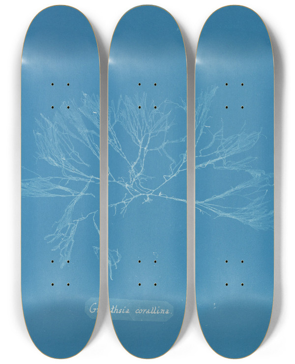 Triptych art skateboard deck of Anna Atkins Griffithsia Corallina_2 by Anna Atkins (1799-1871)