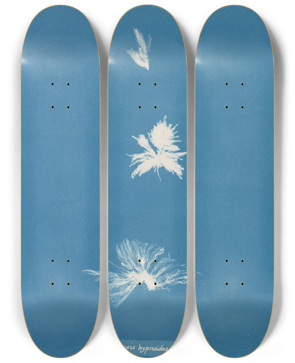 Triptych art skateboard deck of Anna Atkins Bryopsis Hypnoides by Anna Atkins (1799-1871)