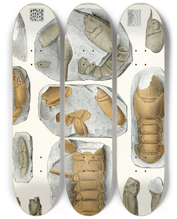 Triptych art skateboard deck of Antonn Fri Die Crustaceen Der Bhmischen Kreideformation Pl 5 by Antonin Fric (1832-1913)