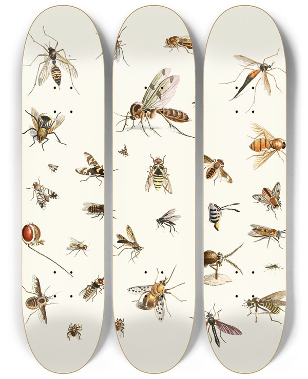 Triptych art skateboard deck of Johann Heinrich Sulzer Dr Sulzers Short History Of Insects Pl 27 by Johann Heinrich Sulzer (1735-1813)