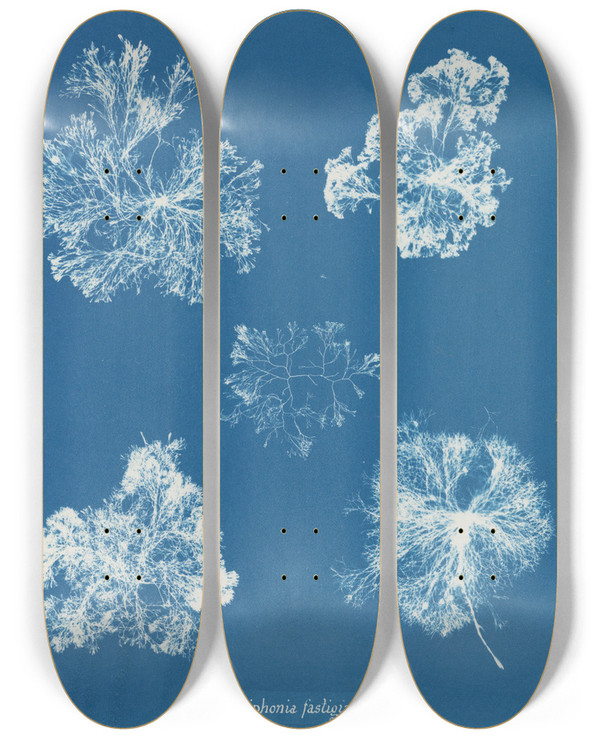 Triptych art skateboard deck of Anna Atkins Polysiphonia Fastigiata by Anna Atkins (1799-1871)