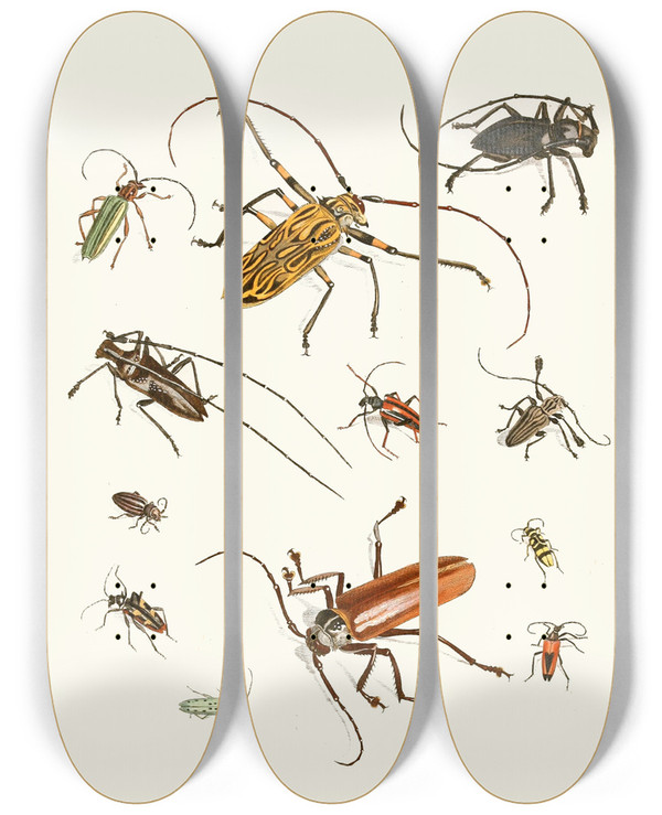 Triptych art skateboard deck of Johann Heinrich Sulzer Dr Sulzers Short History Of Insects Pl 05 by Johann Heinrich Sulzer (1735-1813)