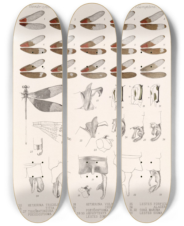 Triptych art skateboard deck of Frederick Ducane Godman Insecta Neuroptera Pl 2 by Frederick Ducane Godman (1834-1919)