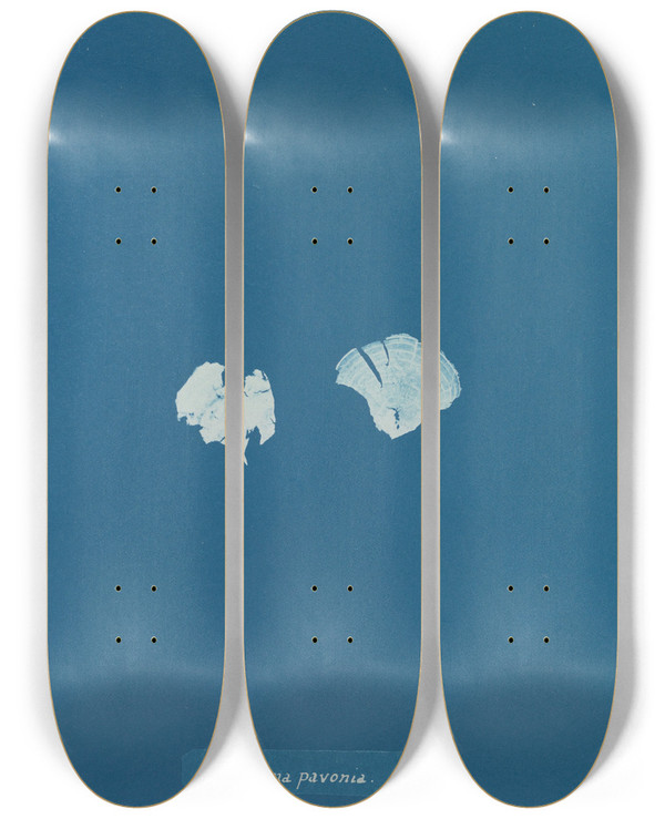 Triptych art skateboard deck of Anna Atkins Padina Pavonia_2 by Anna Atkins (1799-1871)