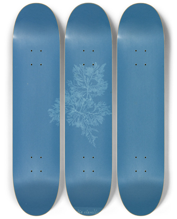 Triptych art skateboard deck of Anna Atkins Chylocladia Clavellosa Sedifolius by Anna Atkins (1799-1871)