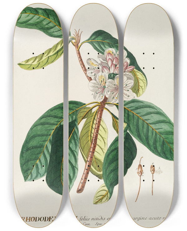Triptych art skateboard deck of Georg Dionysius Ehret Rhododendrum by Georg Dionysius Ehret (1708-1770)