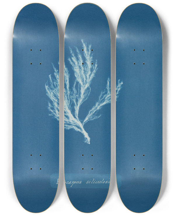 Triptych art skateboard deck of Anna Atkins Ectocarpus Siliculosus_2 by Anna Atkins (1799-1871)