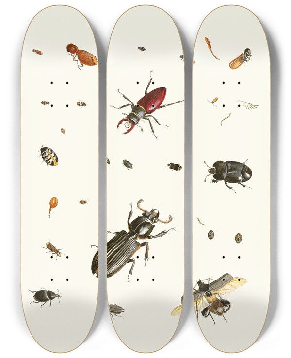 Triptych art skateboard deck of Johann Heinrich Sulzer Dr Sulzers Short History Of Insects Pl 02 by Johann Heinrich Sulzer (1735-1813)