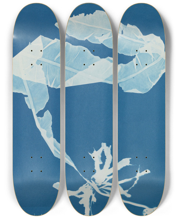 Triptych art skateboard deck of Anna Atkins Alaria Esculenta by Anna Atkins (1799-1871)