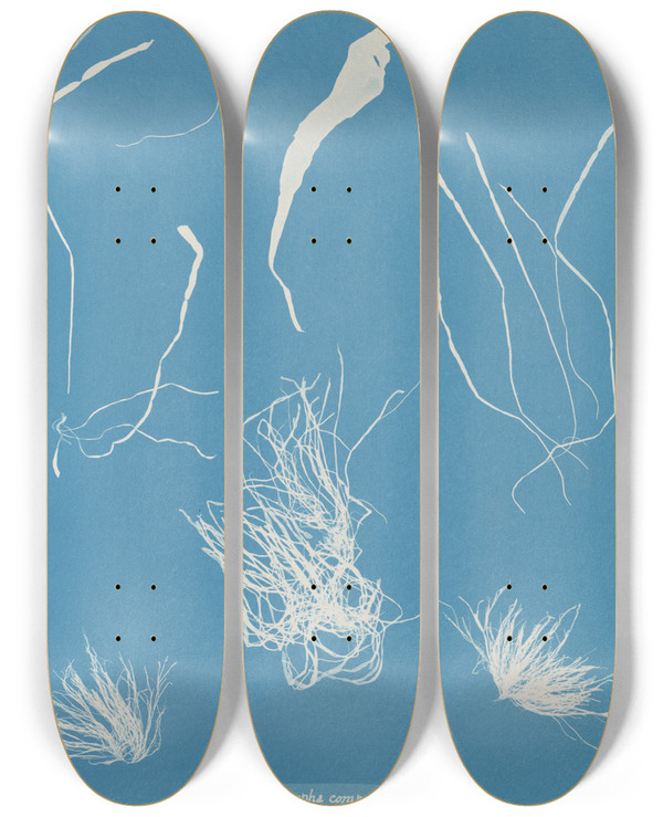 Triptych art skateboard deck of Anna Atkins Enteromorpha Compressa by Anna Atkins (1799-1871)