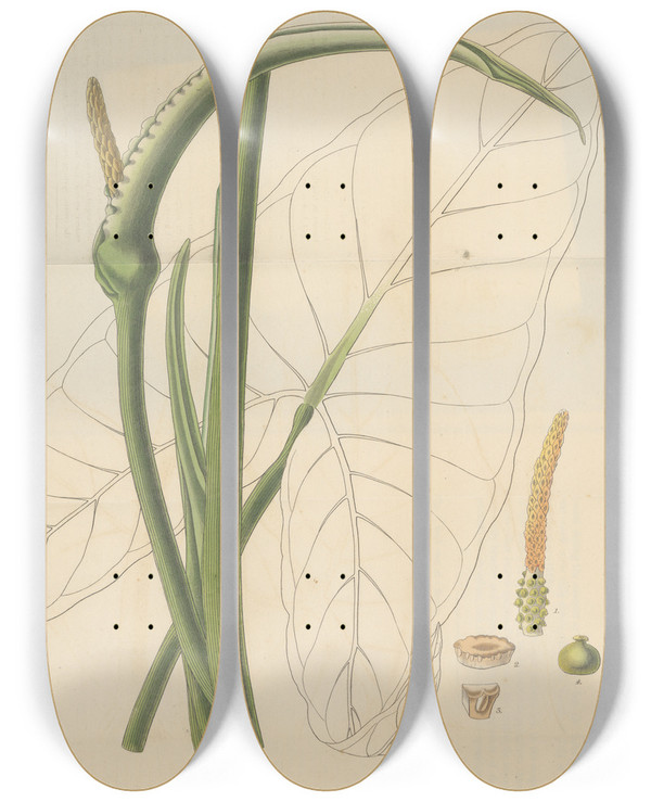 Triptych art skateboard deck of William Jackson Hooker Caladium Virginicum by William Jackson Hooker (1785-1865)