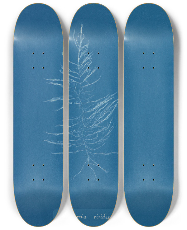 Triptych art skateboard deck of Anna Atkins Dichloria Viridis_2 by Anna Atkins (1799-1871)